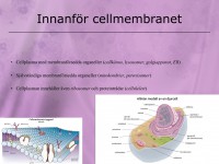 /album/innanfor-cellmembranet/a5-cellen-014-jpeg1/
